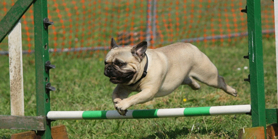 dog jumping