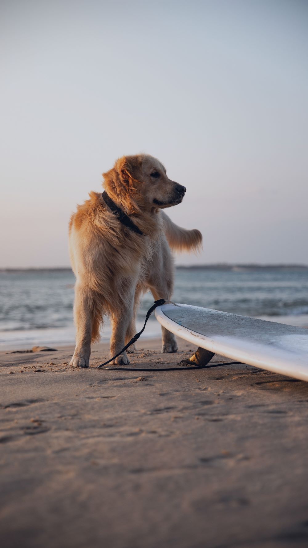 dog at the beach with surfe board