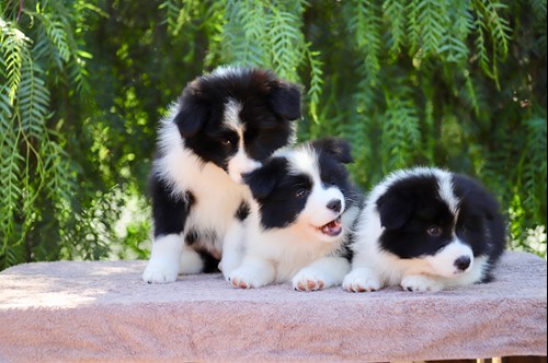 dogs puppies 