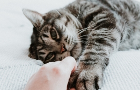 cats hand