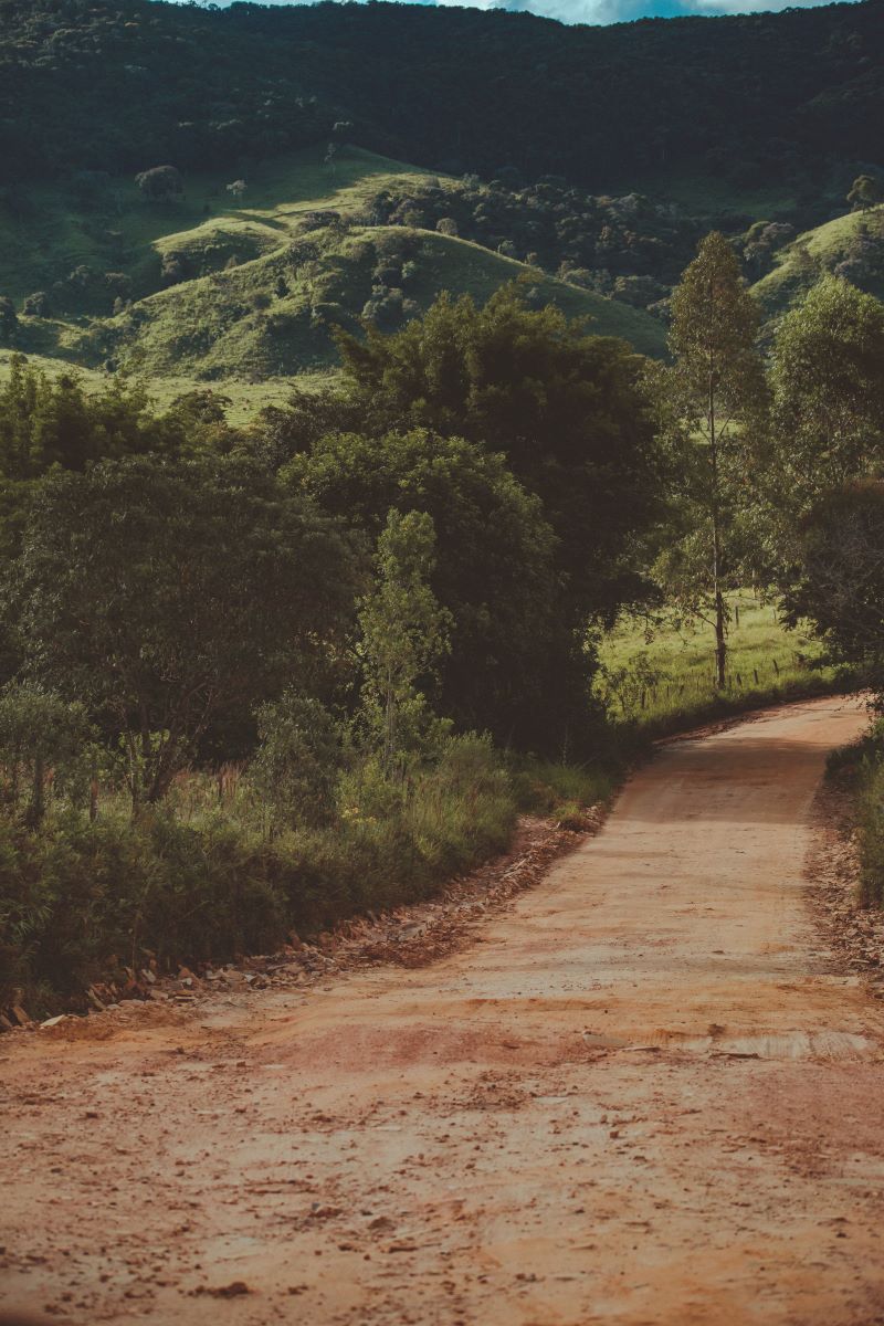 forest  dirt road
