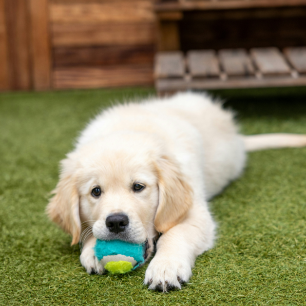 puppy chewing a ball