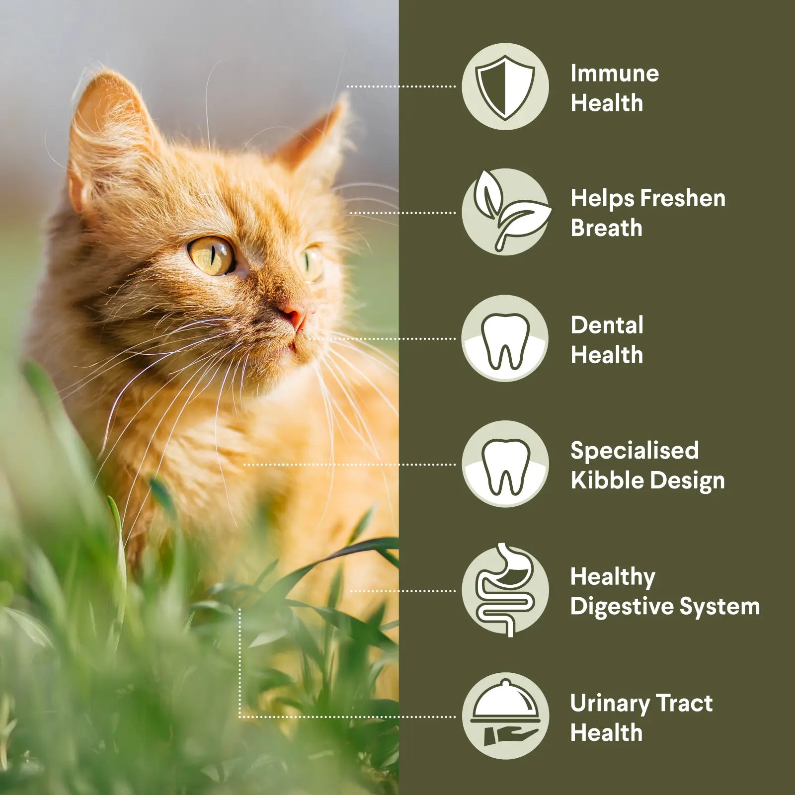 ADVANCE™ Triple Action Dental Care Adult Chicken