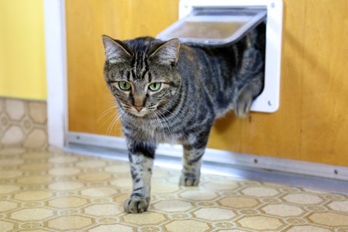 cat door