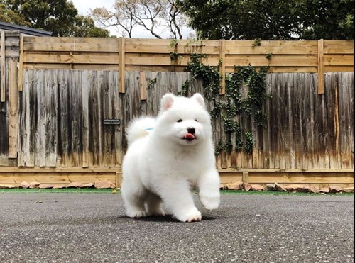 dog