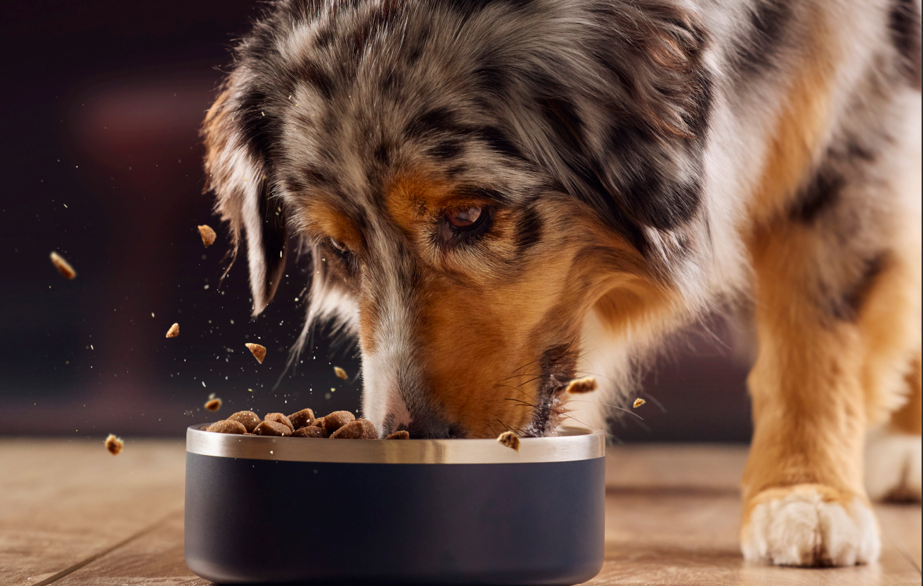 dog with bowl