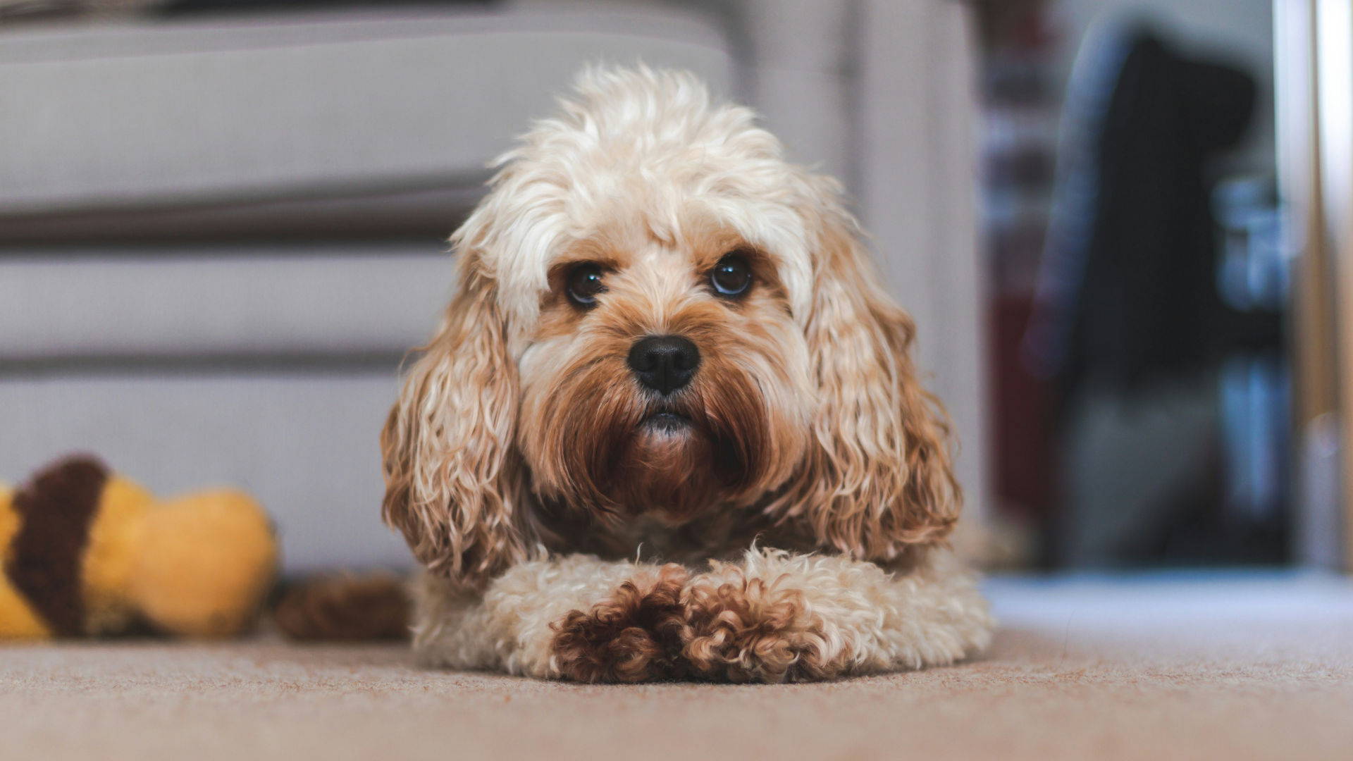A golden coloured Cavoodle lying on the floor
