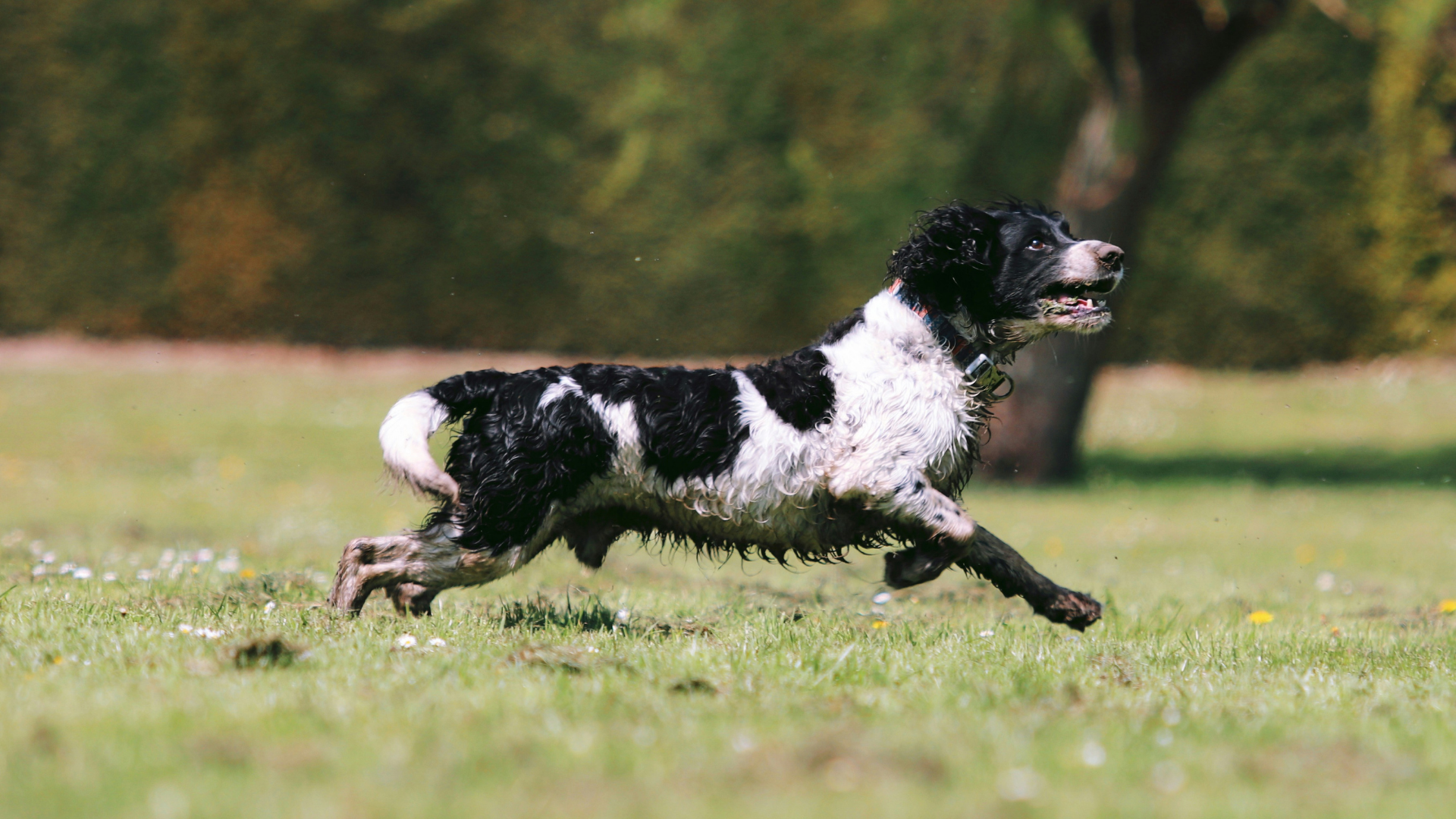 An English Springer Spaniel running through a field