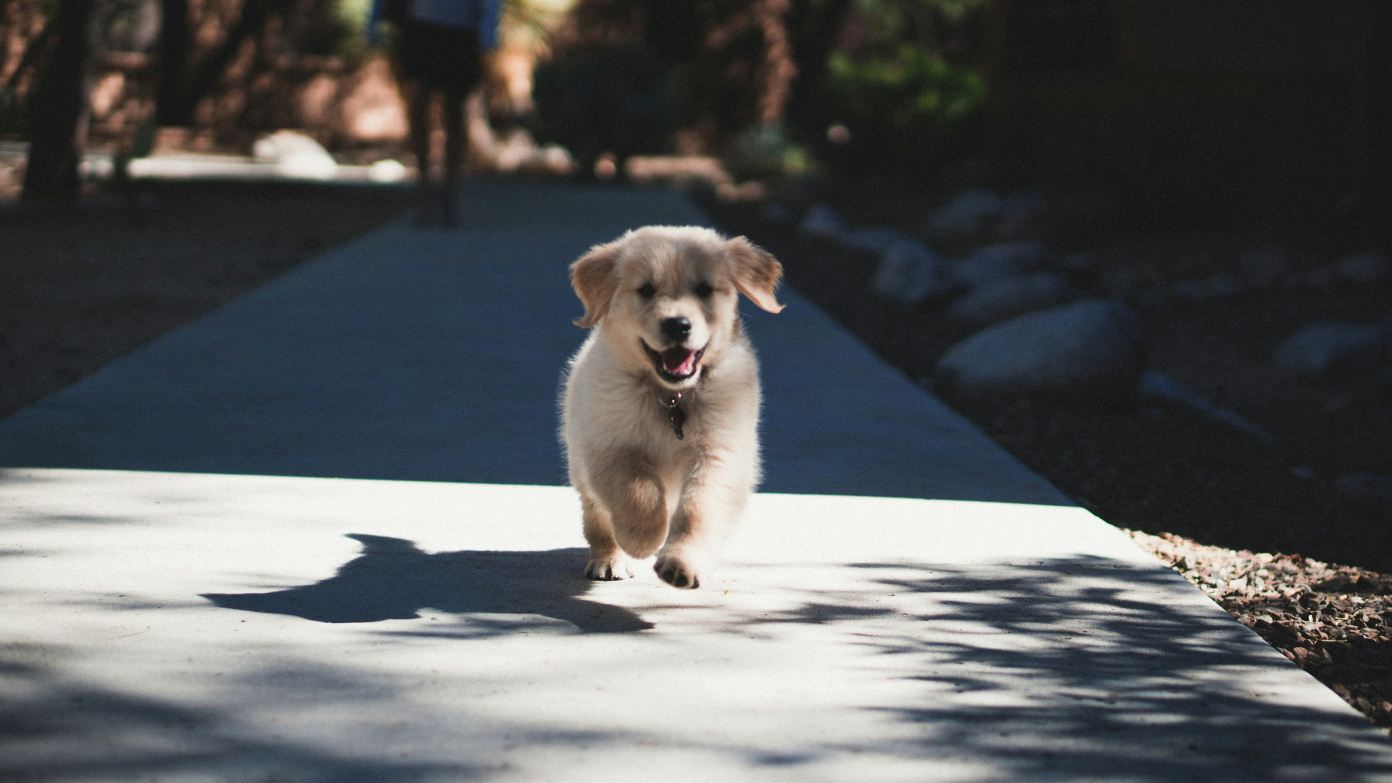 A Golden Retriever puppy