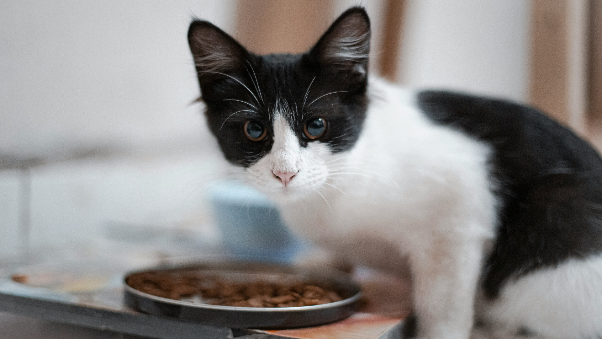 A black and white tuxedo cat
