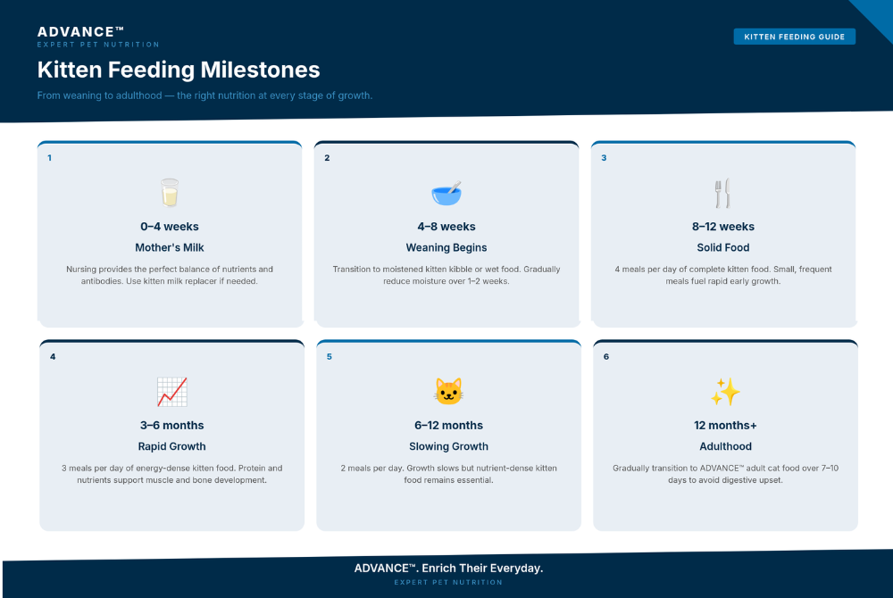 Kitten feeding milestones