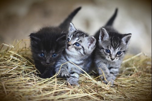kittens