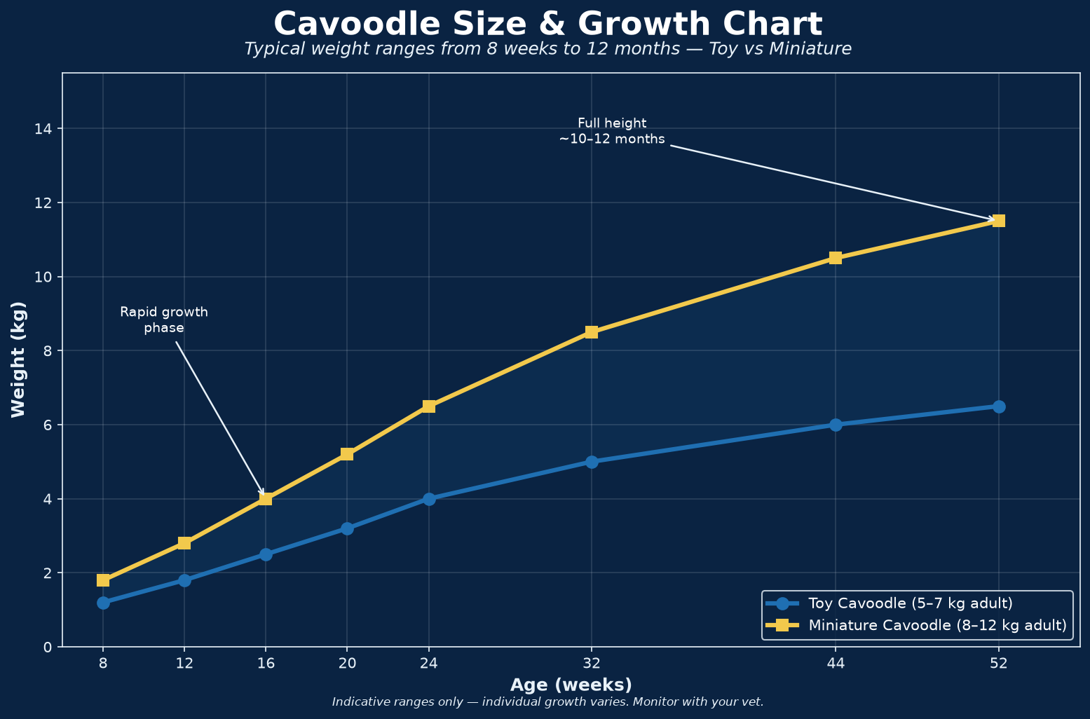 Cavoodle size and growth chart