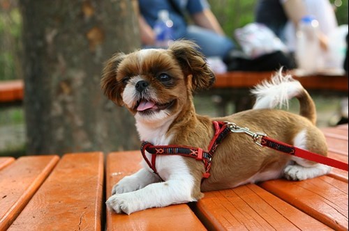 dog