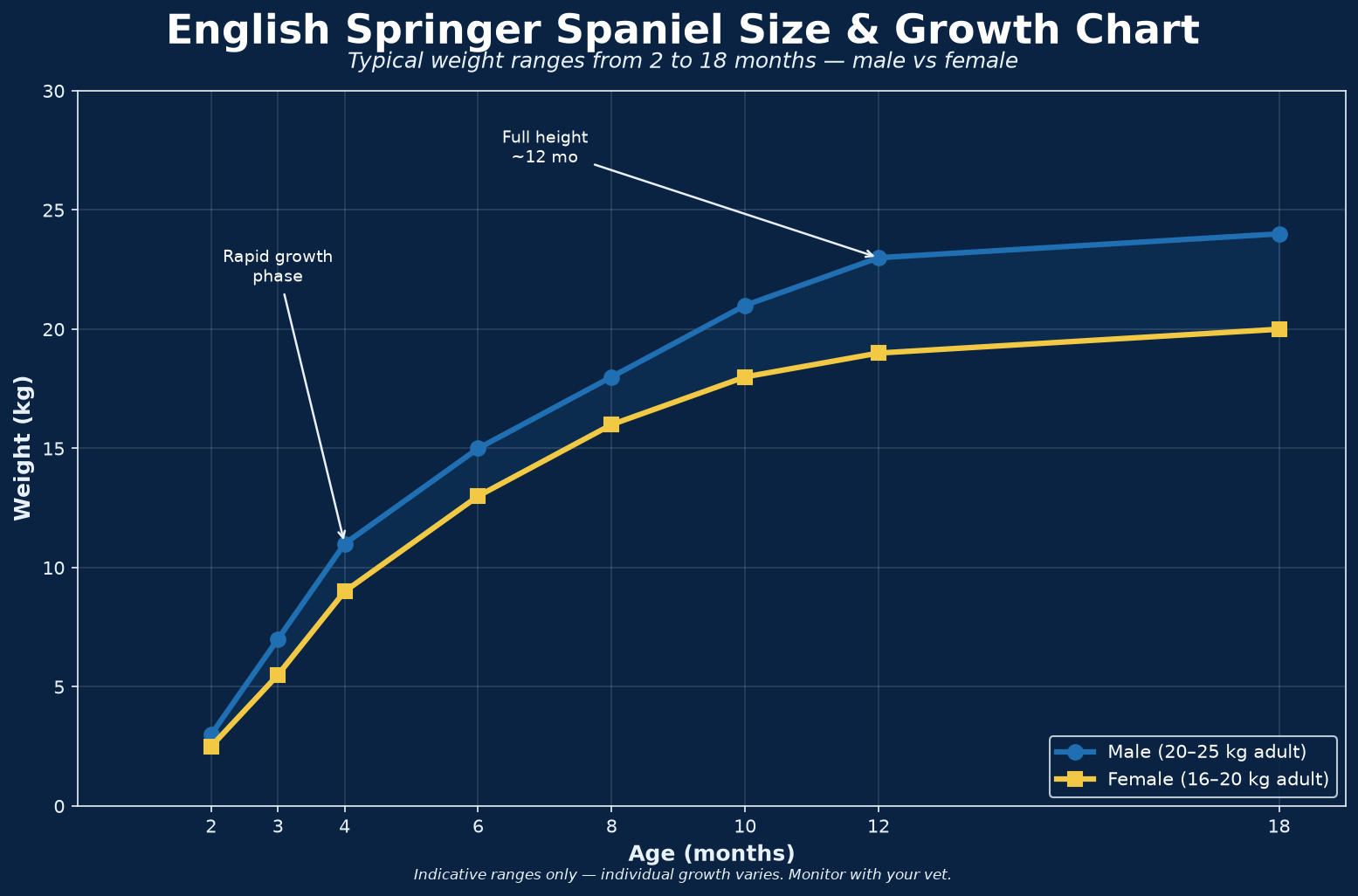 English Springer Spaniel size and growth chart
