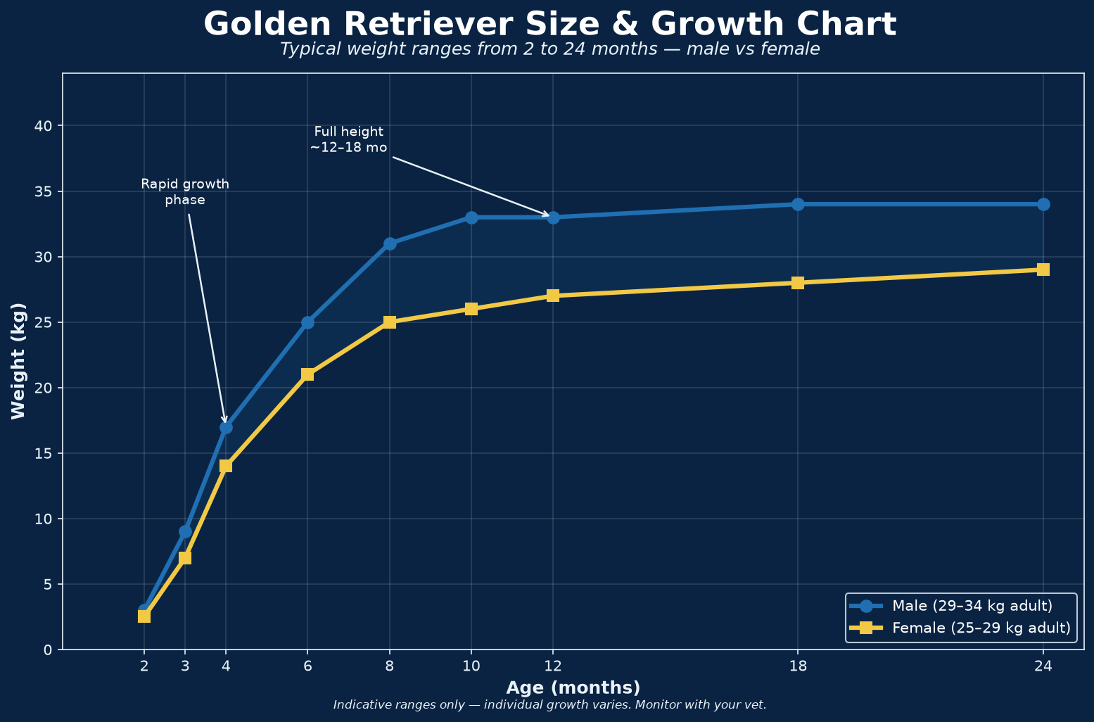 Golden Retreiver size and growth chart