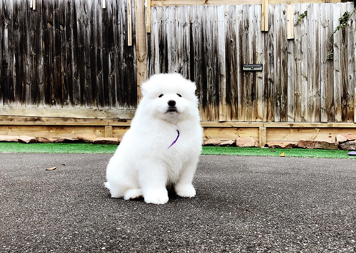 dog