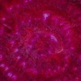 Fermentable Prebiotic Fibre